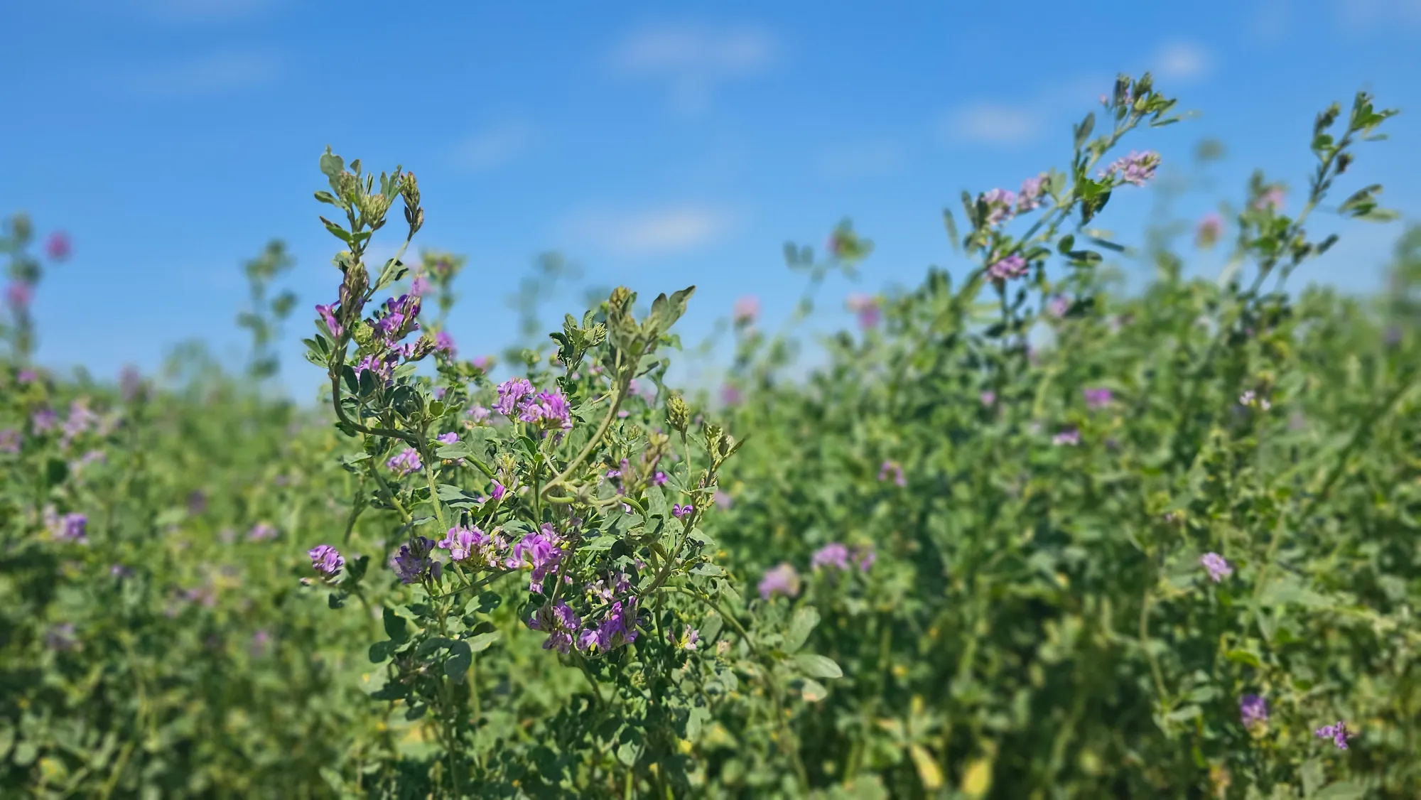 Campo de alfalfa en flor