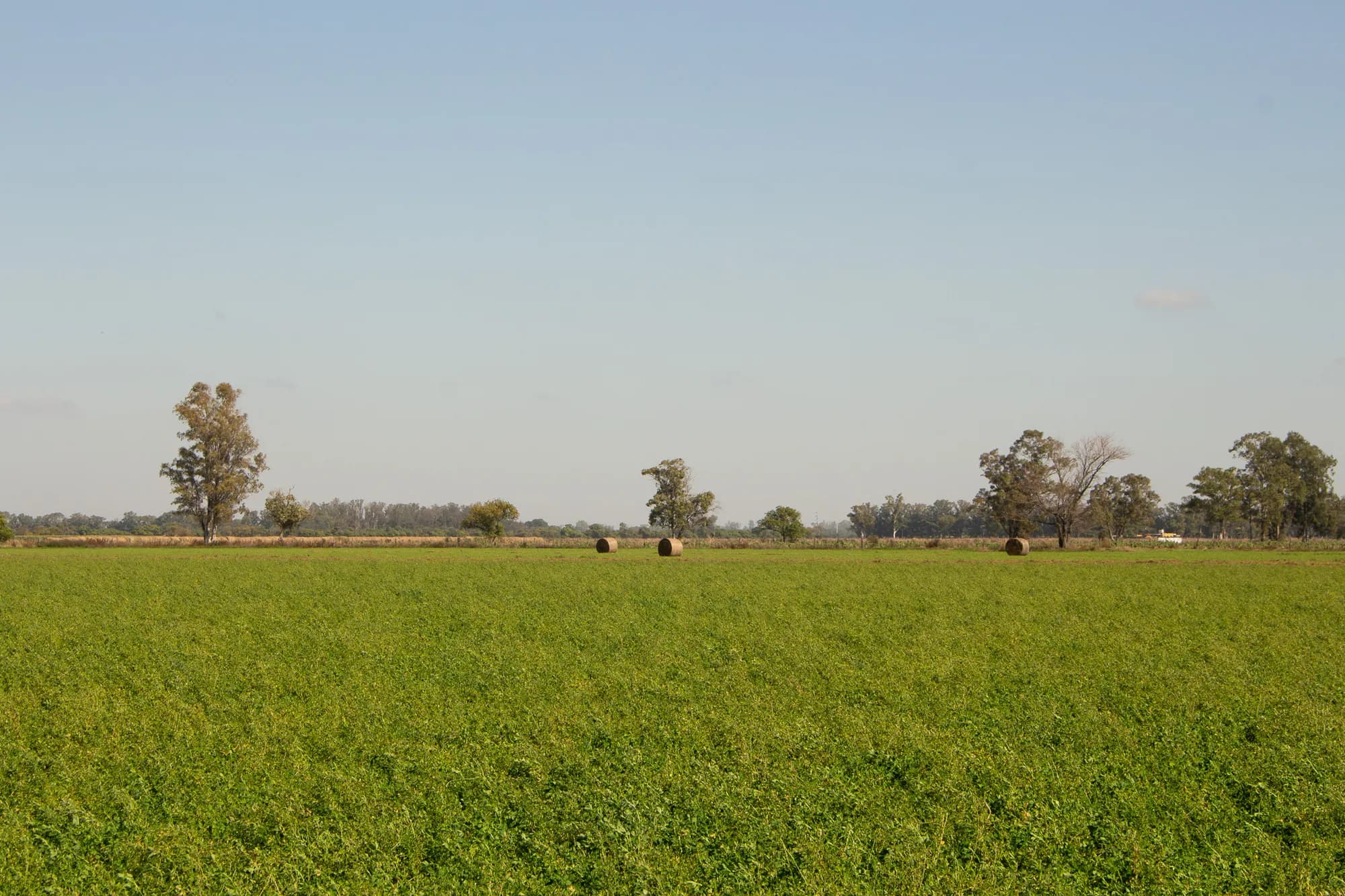 Campo de alfalfa en producción