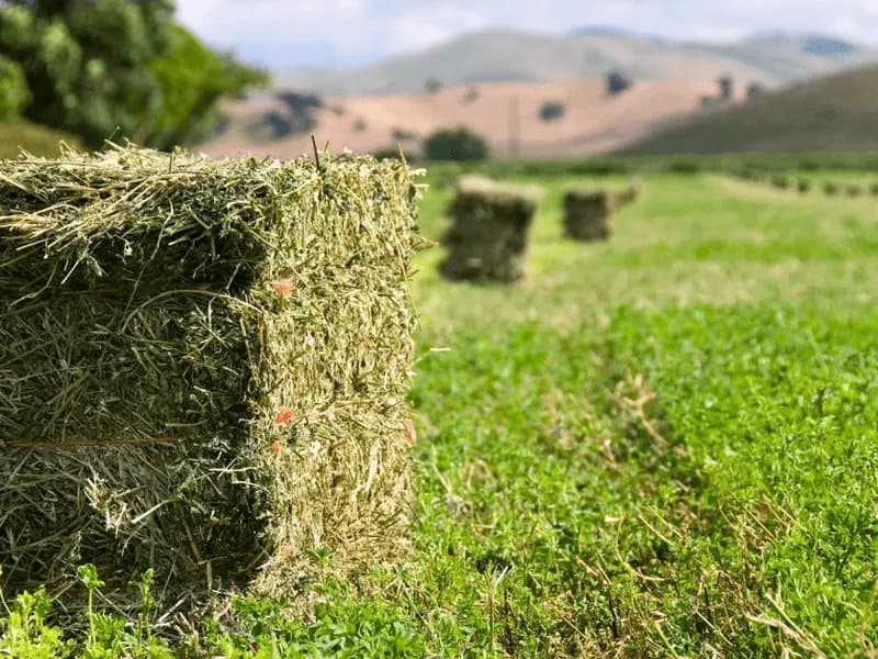 Fardos Doble Prensados de Alfalfa (25 kg) - Alfalfar