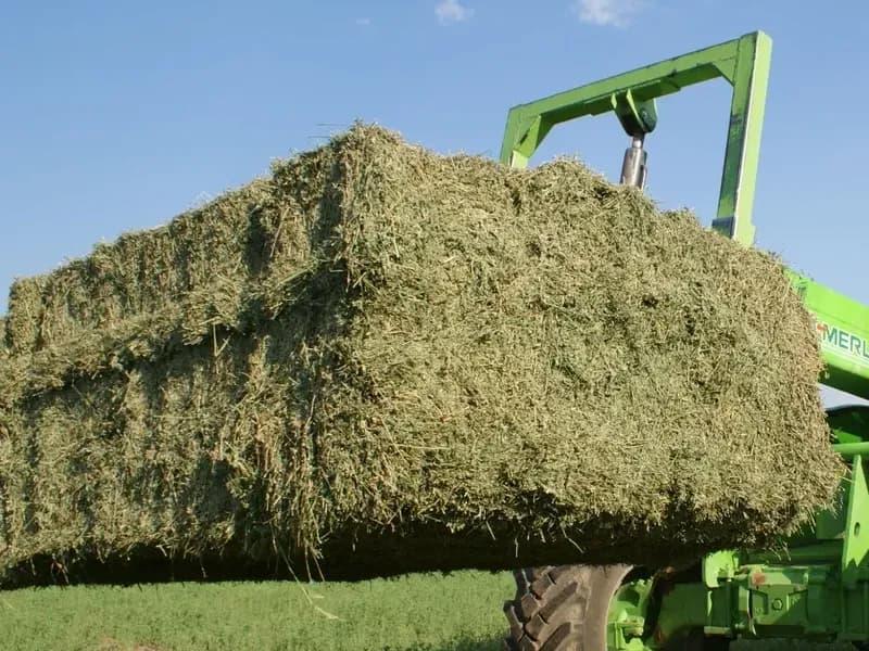 Megafardos de Alfalfa - Alfalfar